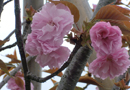 Double-cherry Blossom