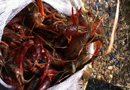 A bucket full of crayfish