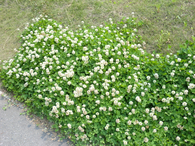 We found a big patch of white clover