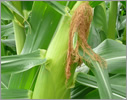 Corn/Poaceae