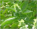 Basil/Lamiaceae
