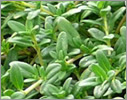 Thyme/Lamiaceae