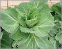 Cabbage/Brassicaceae