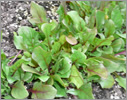 Spinach/Chenopodiaceae