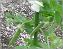 Garden Pea/Legume