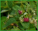 Raspberry/Rosaceae
