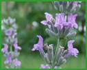 Lavender/Lamiaceae