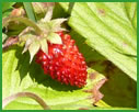Wild Strawberry/