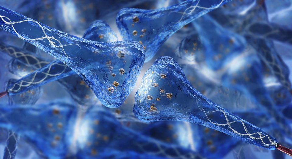 Synaptic process – human nervous system showing neurons and electrical transmission – 3D rendered image